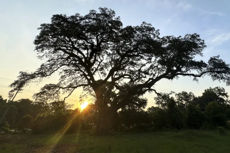 Preservationists are working to  extend the life of a rare  Revolutionary War ‘witness tree’